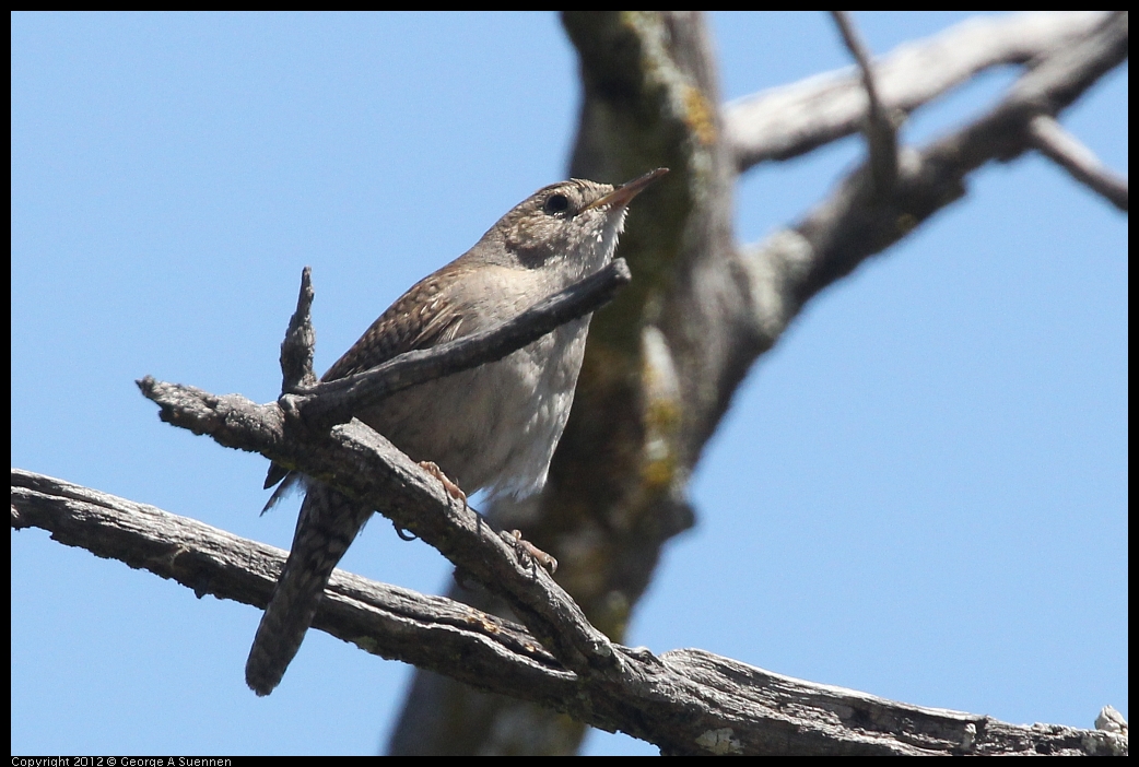 0602-102708-01.jpg - House Wren