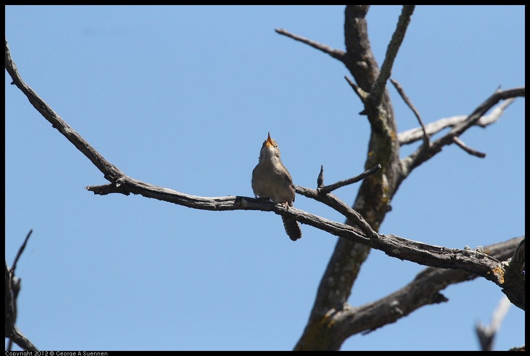 0602-102716-04.jpg - House Wren