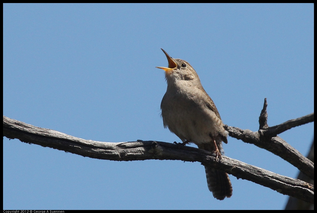 0602-102717-04.jpg - House Wren