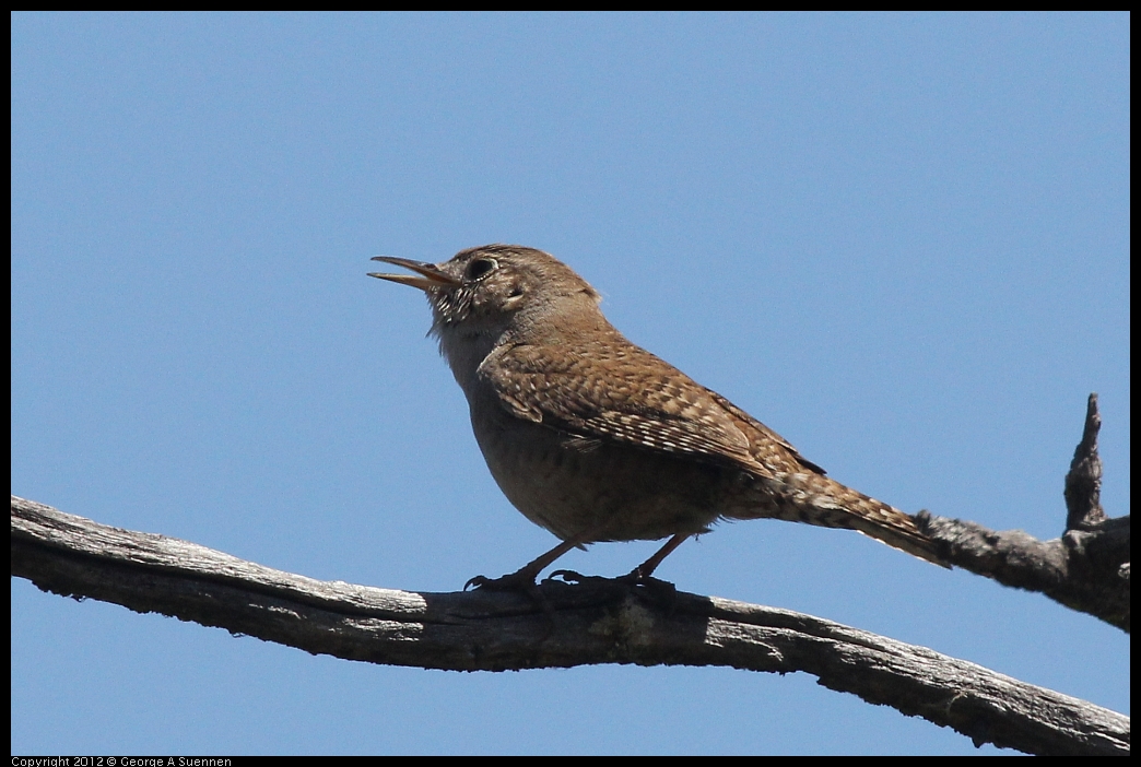 0602-102721-03.jpg - House Wren