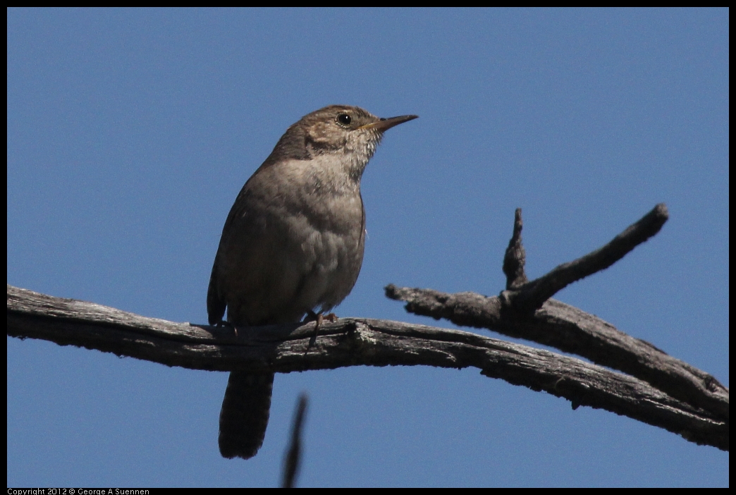 0602-102747-04.jpg - House Wren