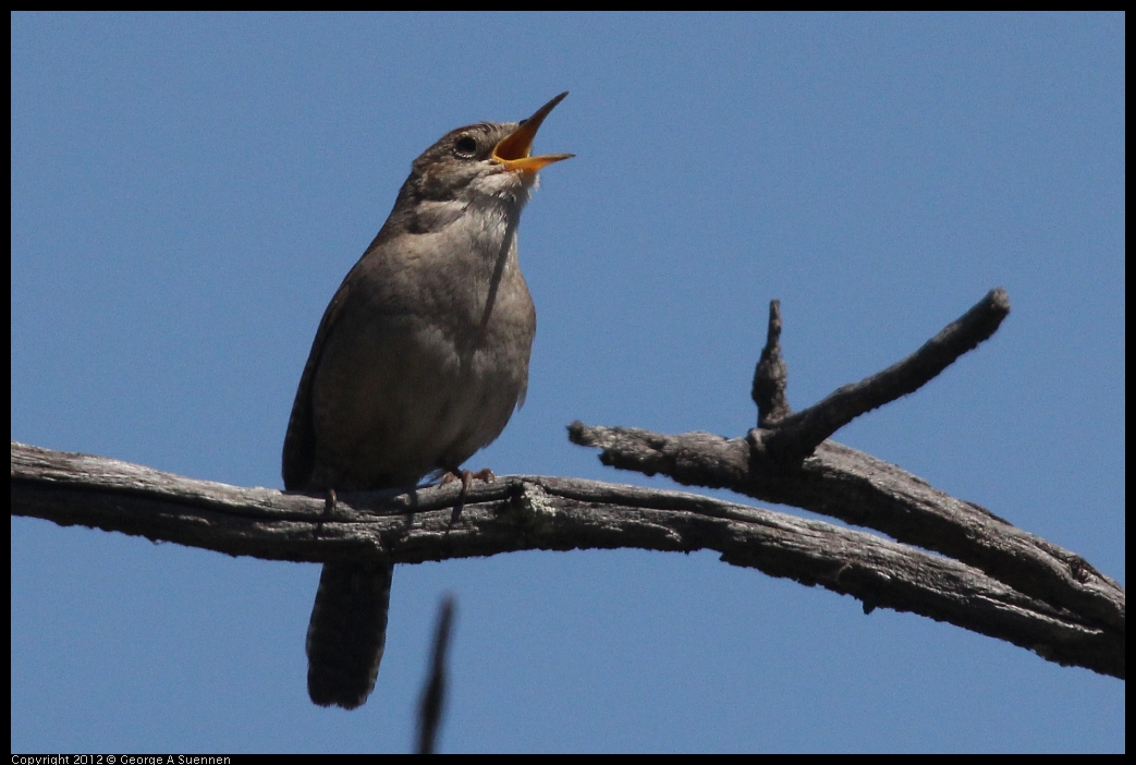 0602-102752-02.jpg - House Wren