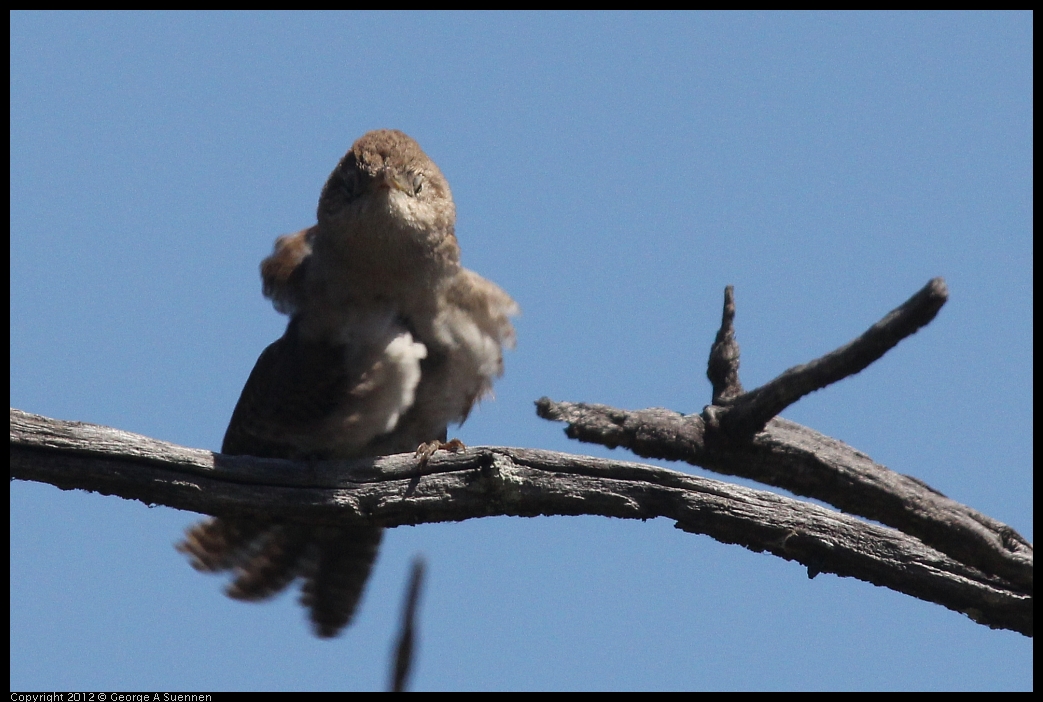 0602-102754-01.jpg - House Wren