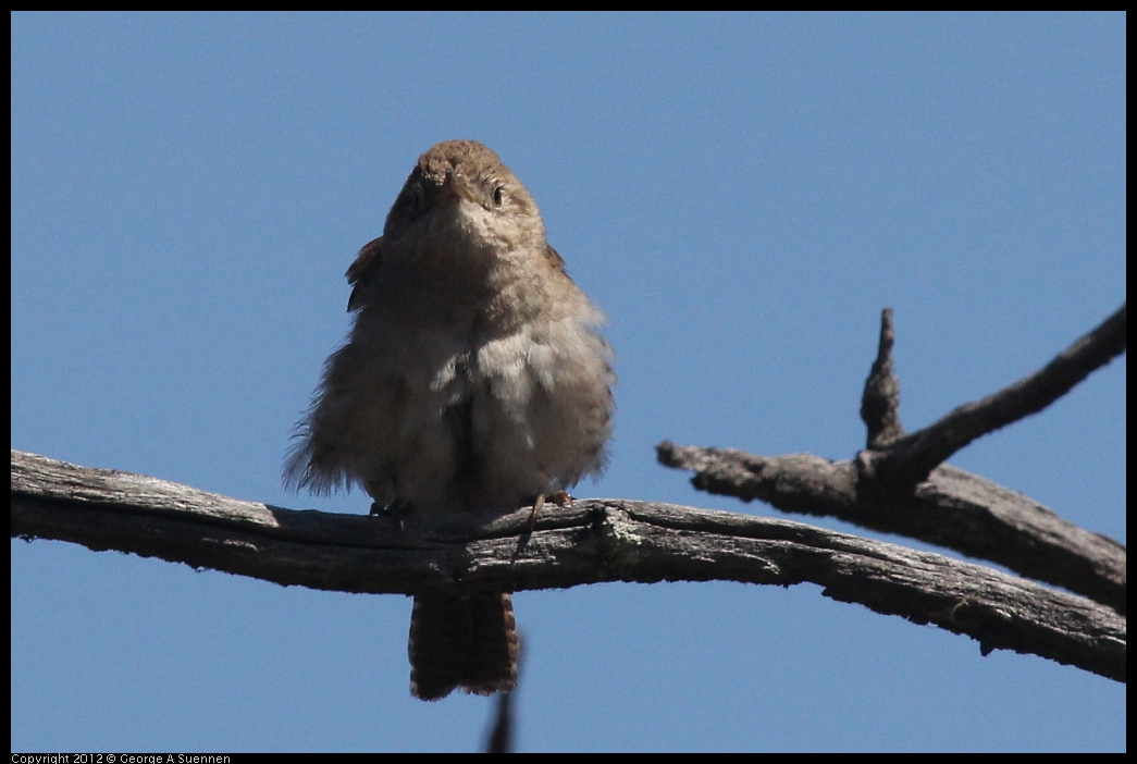 0602-102754-02.jpg - House Wren