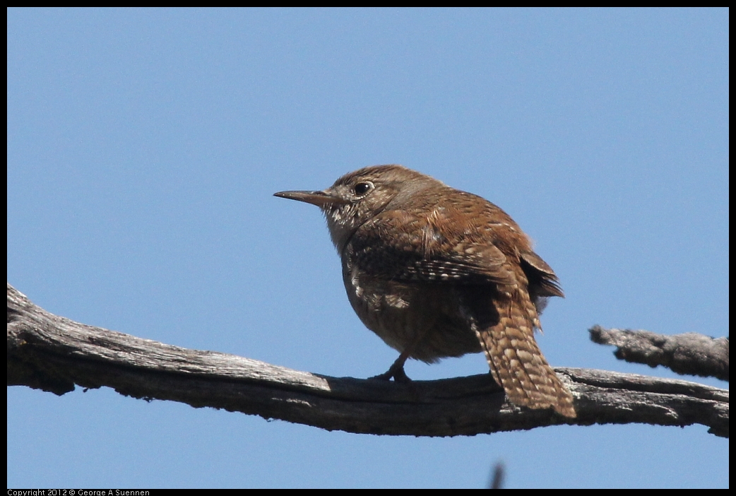 0602-102807-04.jpg - House Wren