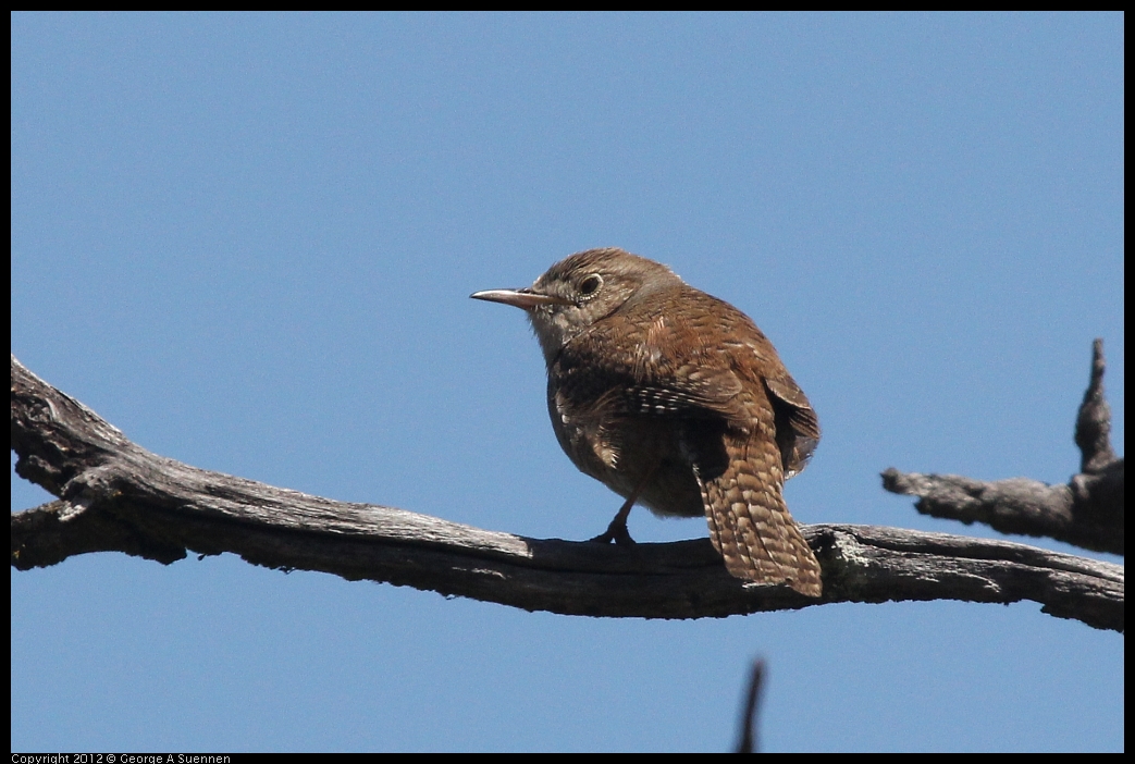 0602-102818-02.jpg - House Wren