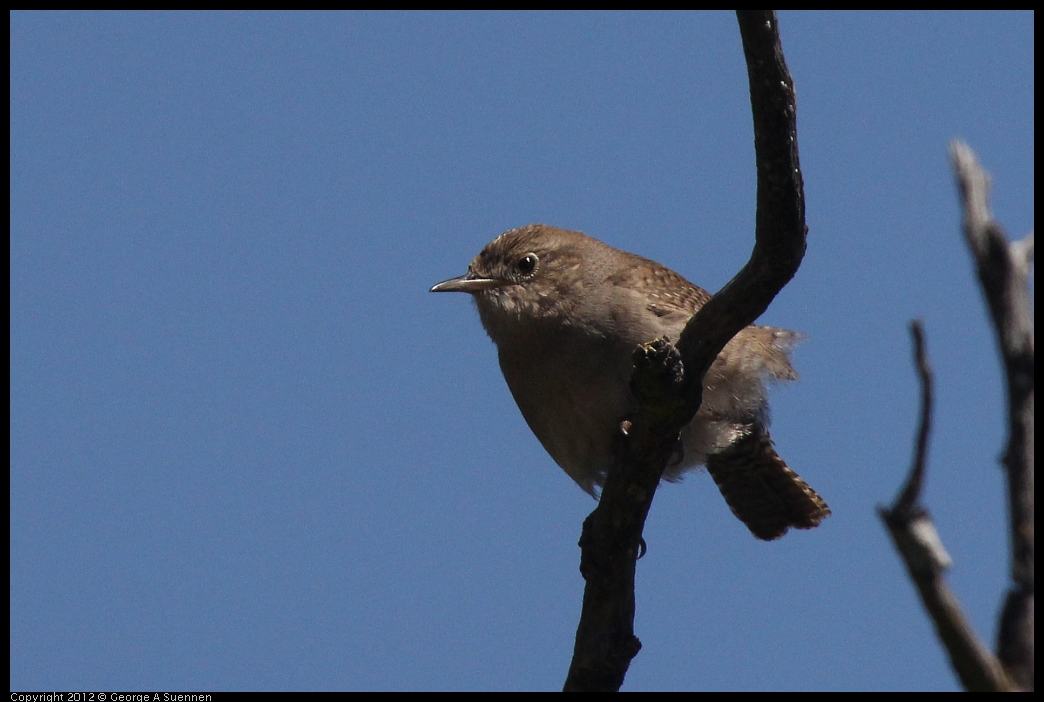 0602-102833-02.jpg - House Wren