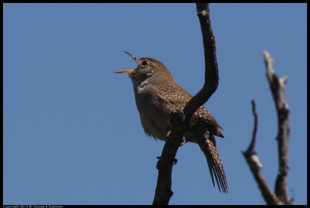 0602-102835-04.jpg - House Wren