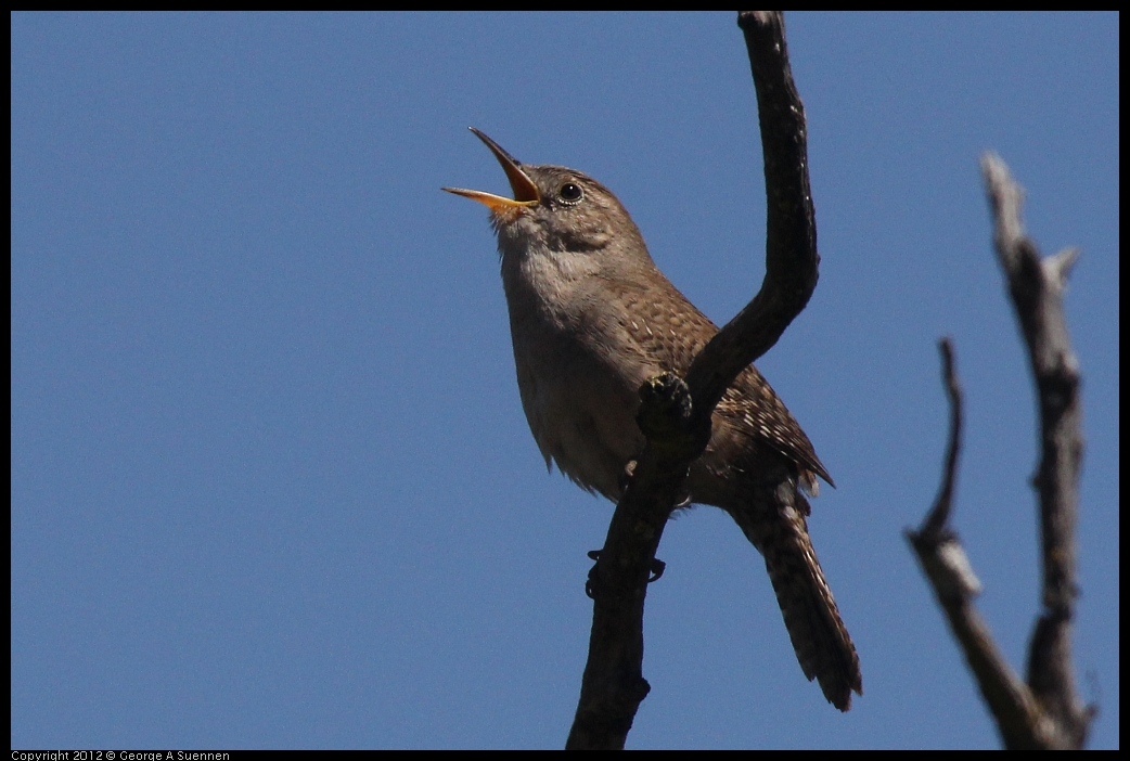 0602-102836-02.jpg - House Wren