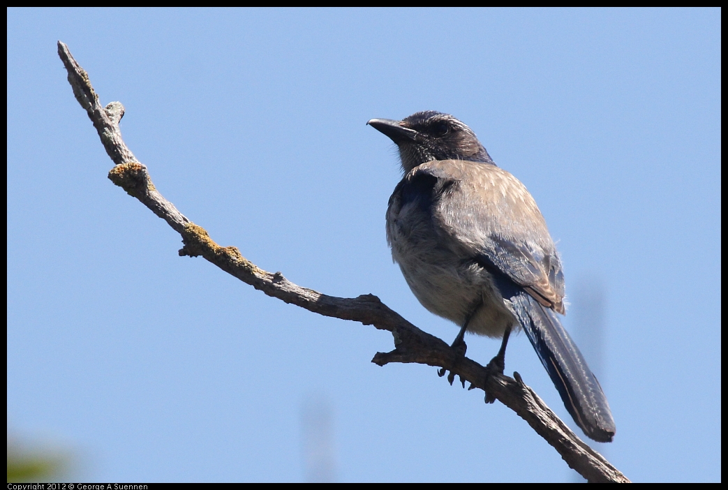 0602-102942-01.jpg - Western Srub-Jay