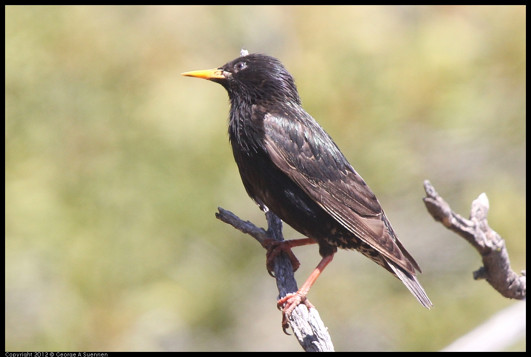 0602-103921-01.jpg - European Starling