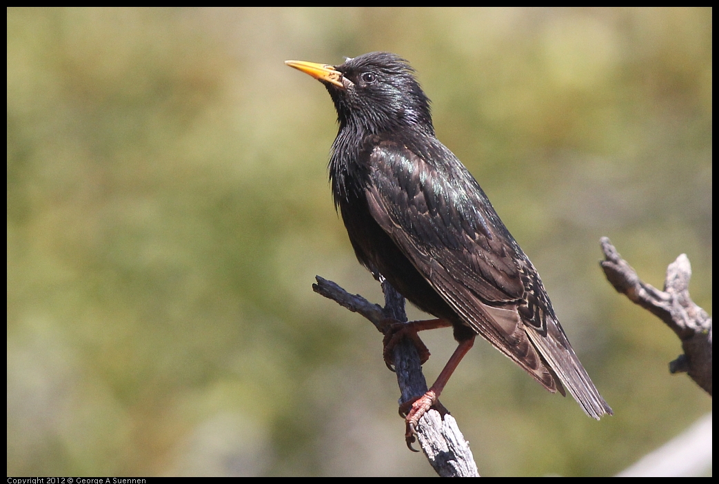 0602-103927-01.jpg - European Starling