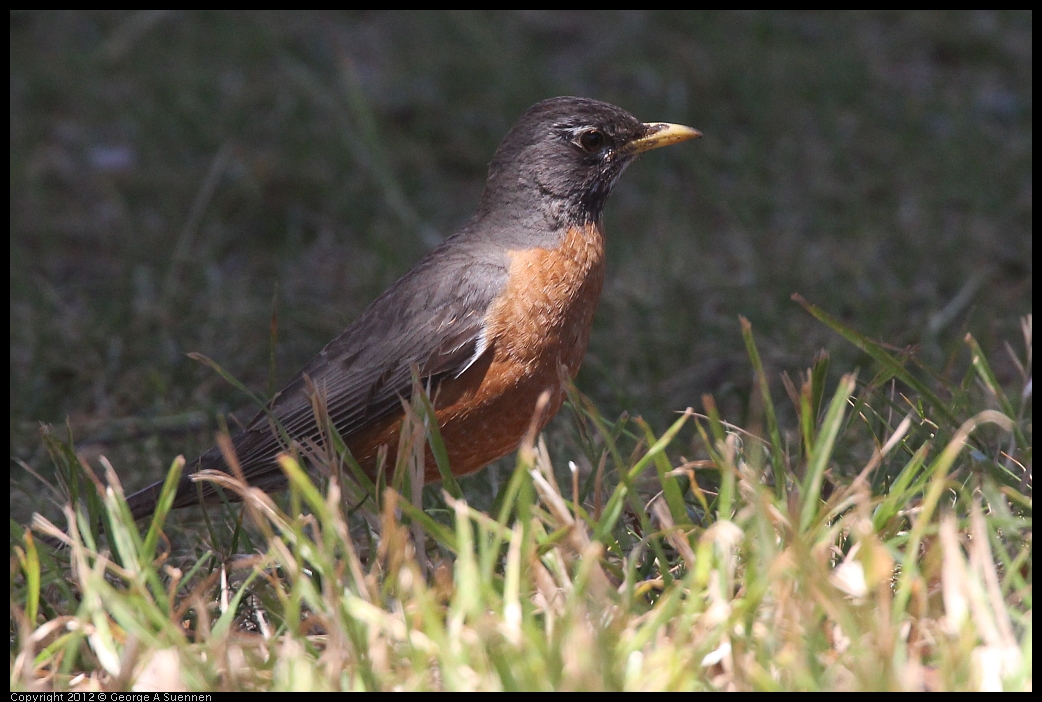 0602-110007-05.jpg - American Robin