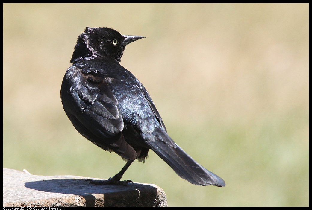 0602-110032-01.jpg - Brewer's Blackbird