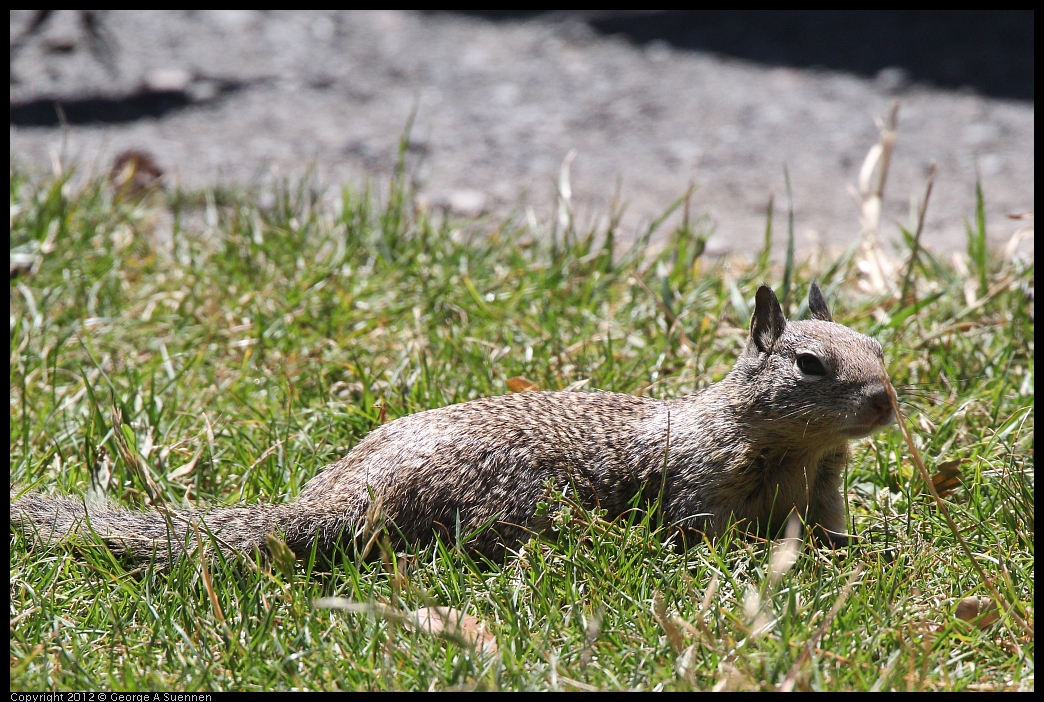 0602-110159-03.jpg - Squirrel