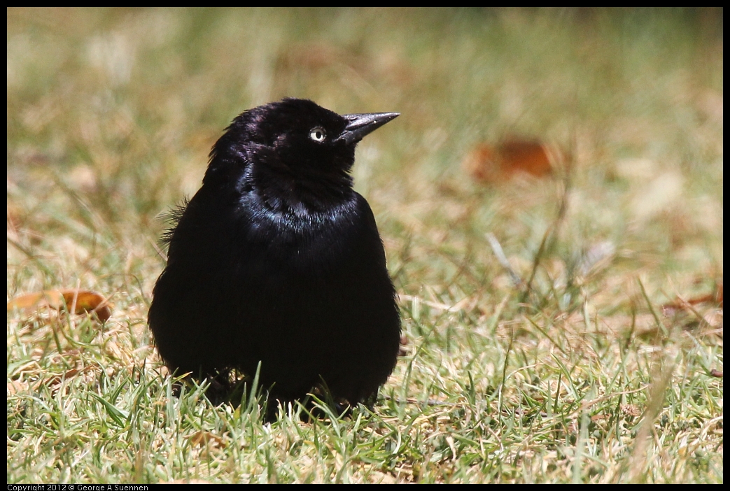 0602-110327-03.jpg - Brewer's Blackbird