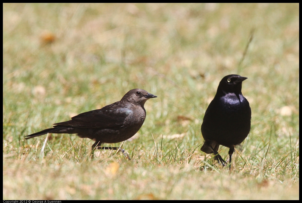 0602-110339-01.jpg - Brewer's Blackbird