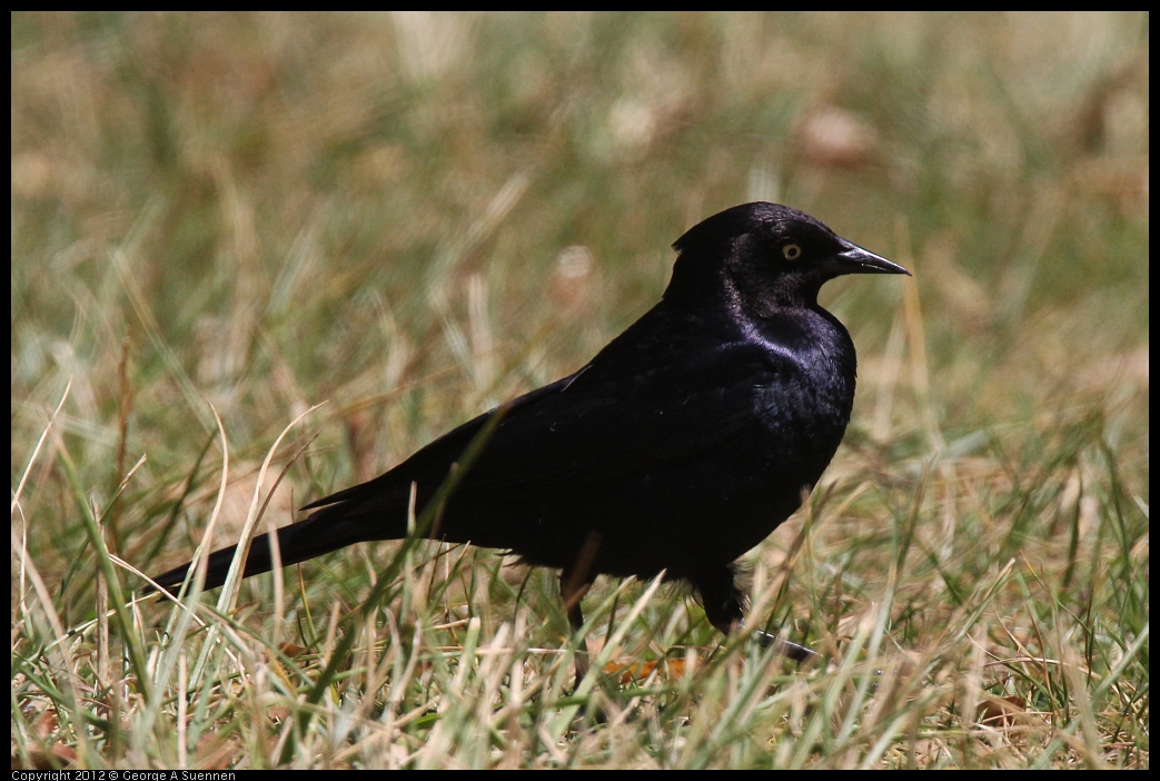 0602-110349-01.jpg - Brewer's Blackbird