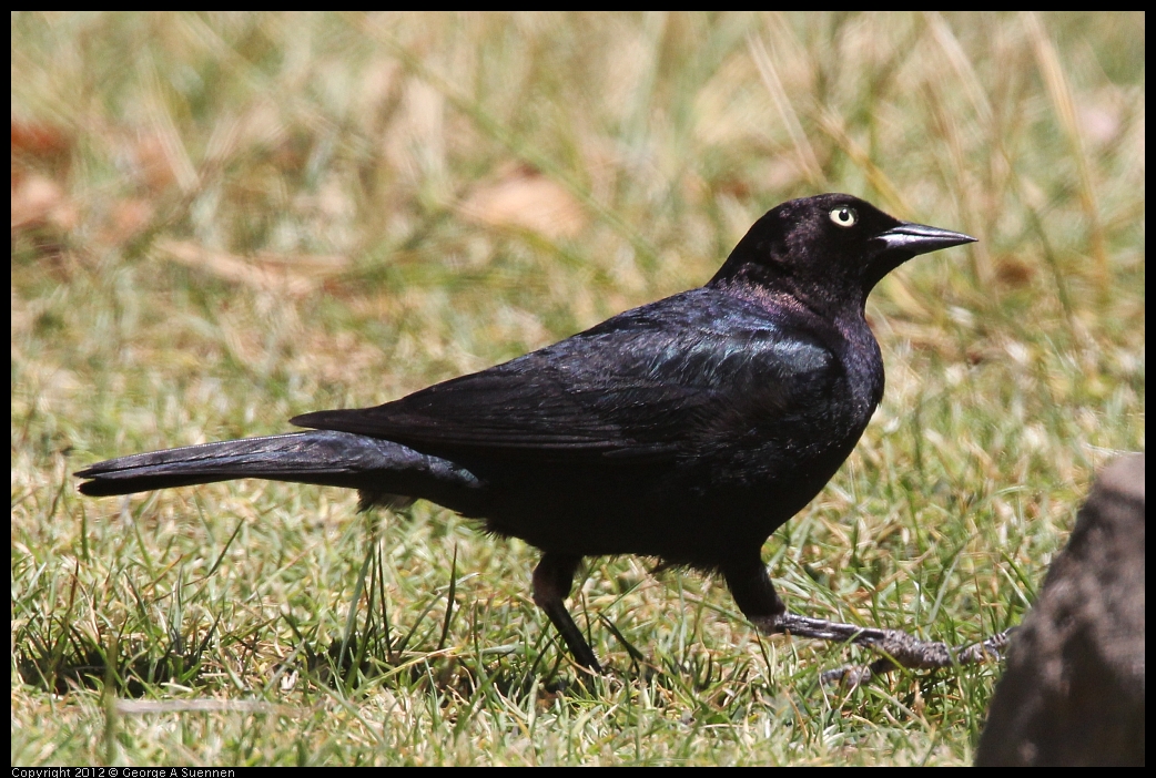 0602-110351-02.jpg - Brewer's Blackbird