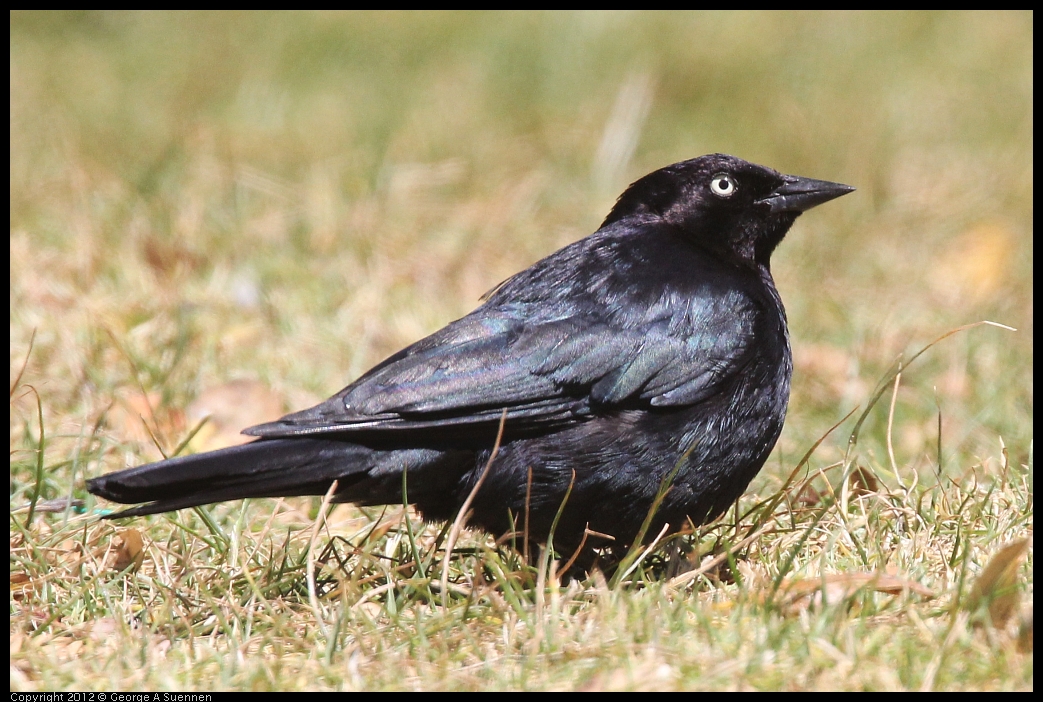 0602-110612-02.jpg - Brewer's Blackbird