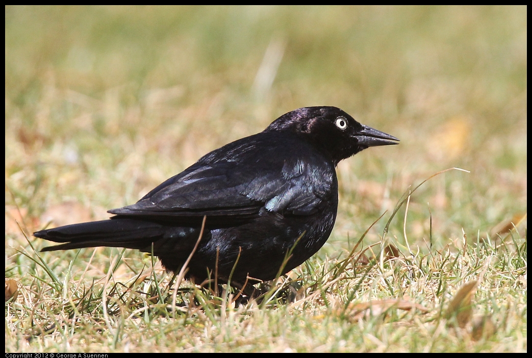 0602-110614-03.jpg - Brewer's Blackbird