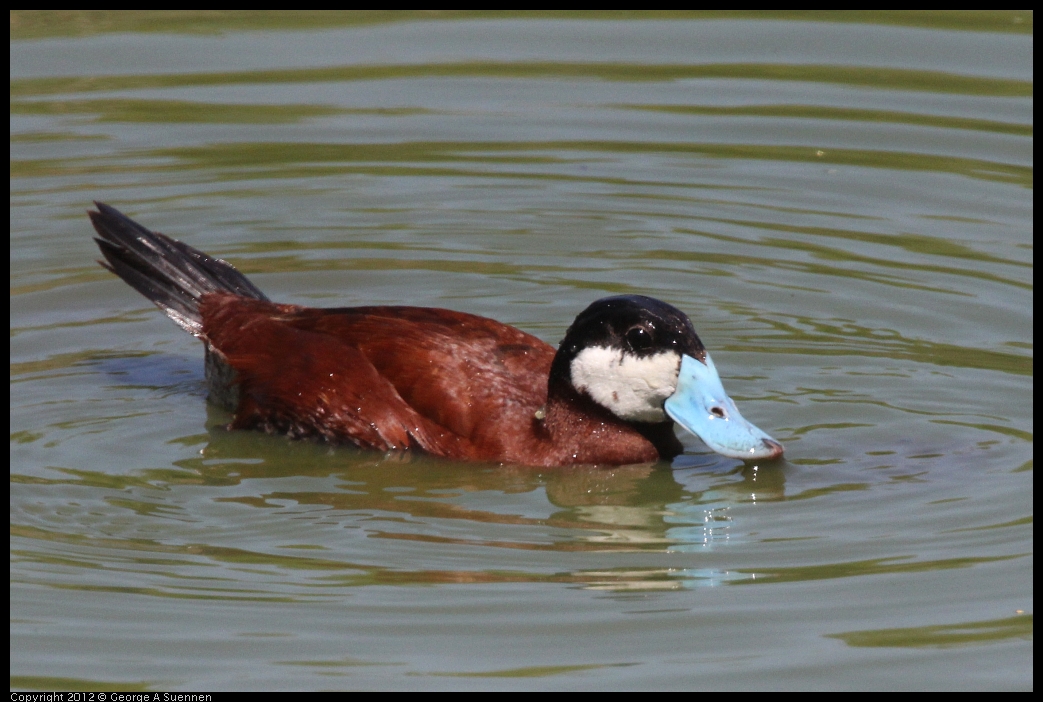 0602-111053-03.jpg - Ruddy Duck