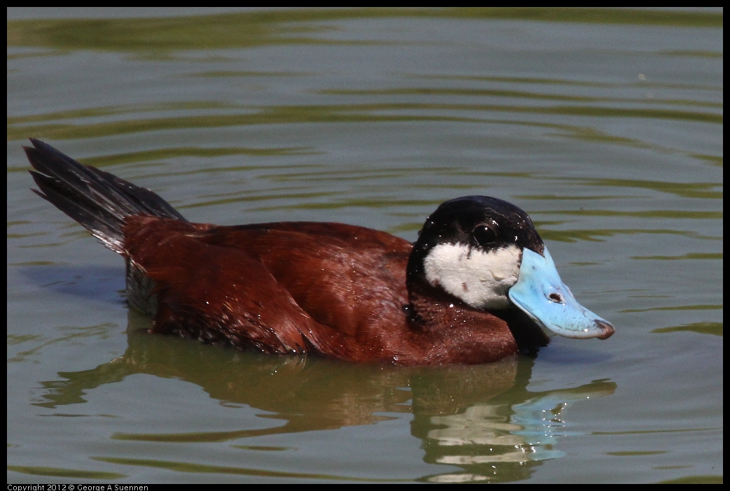 0602-111054-03.jpg - Ruddy Duck