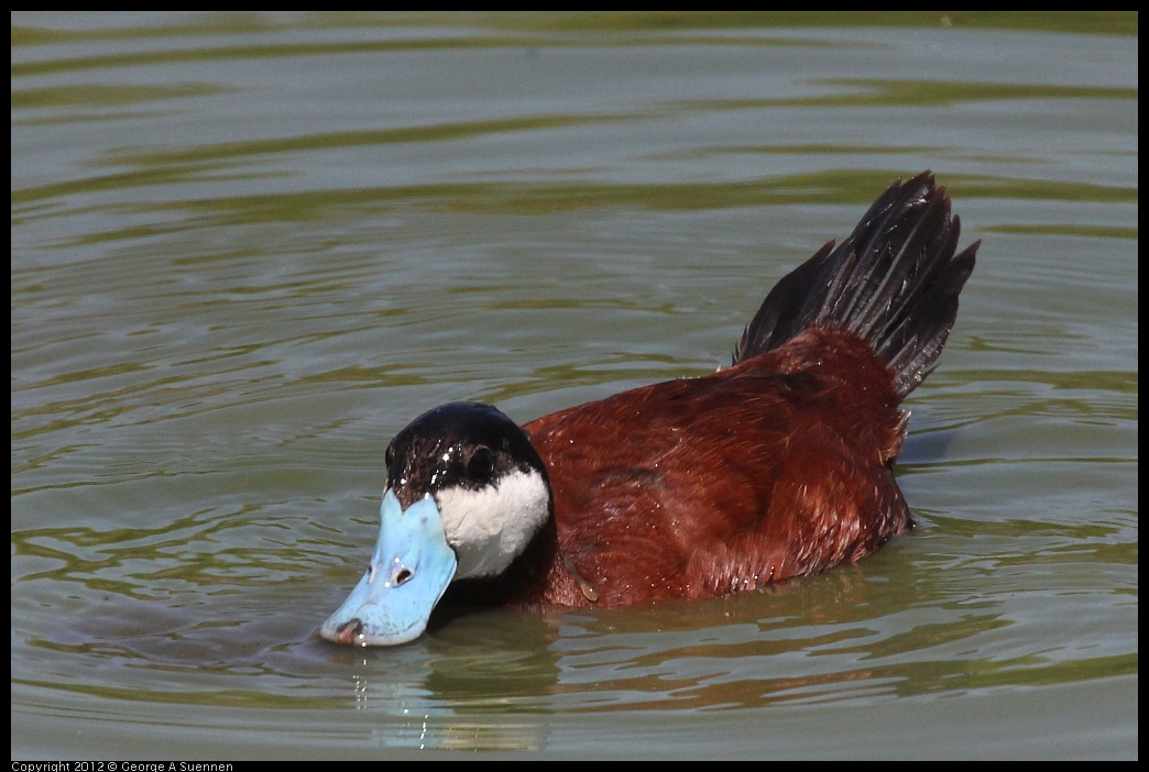 0602-111058-02.jpg - Ruddy Duck