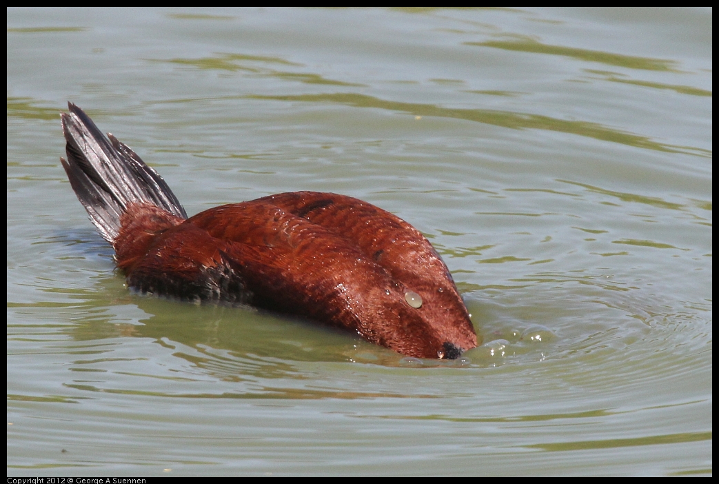 0602-111107-02.jpg - Ruddy Duck