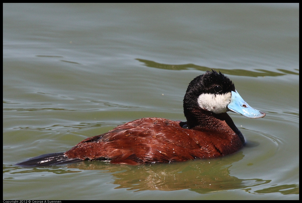 0602-111135-01.jpg - Ruddy Duck