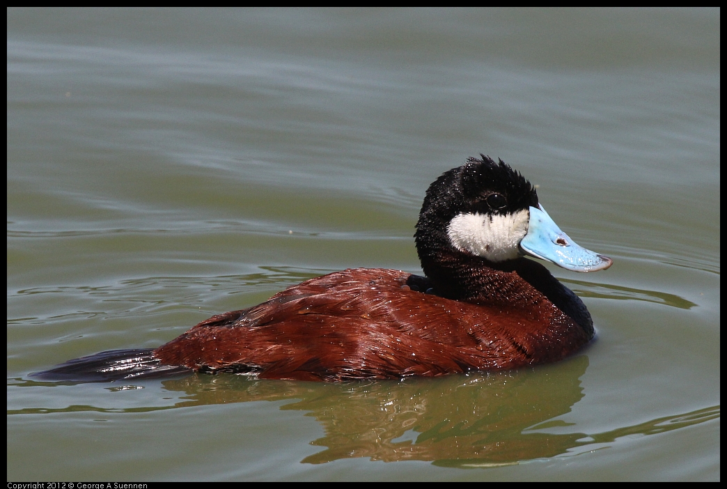 0602-111135-03.jpg - Ruddy Duck