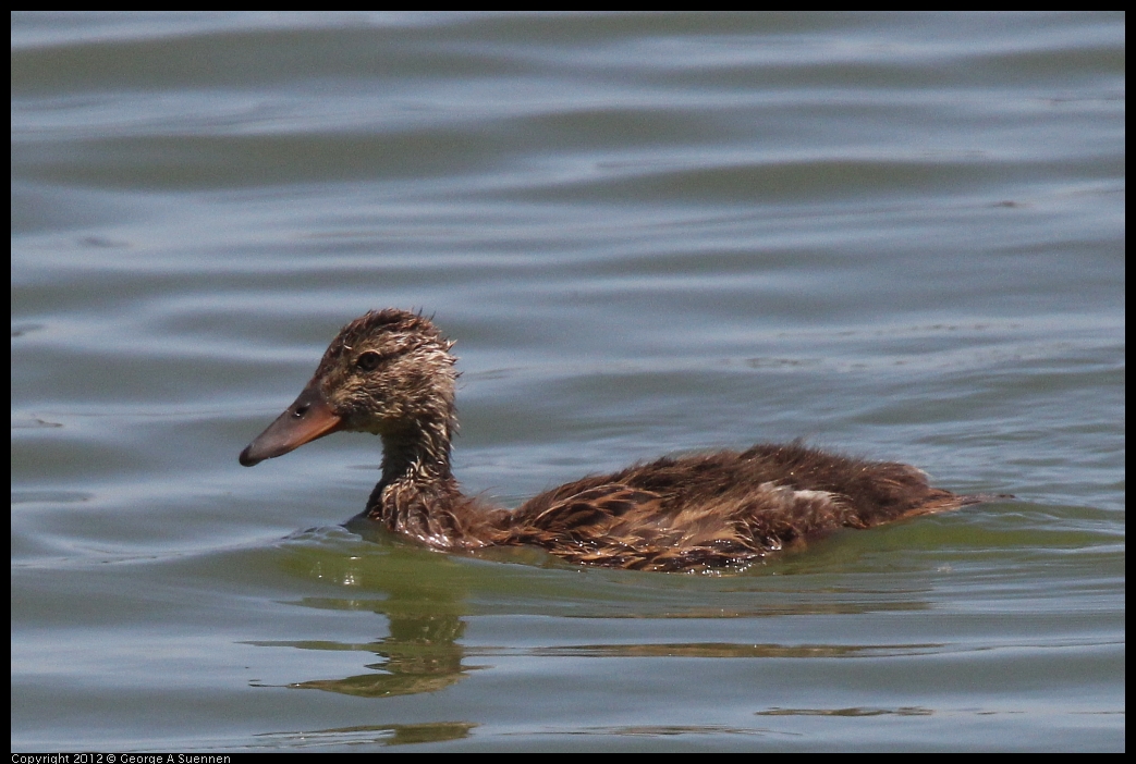 0602-111146-02.jpg - Mallard juvenile