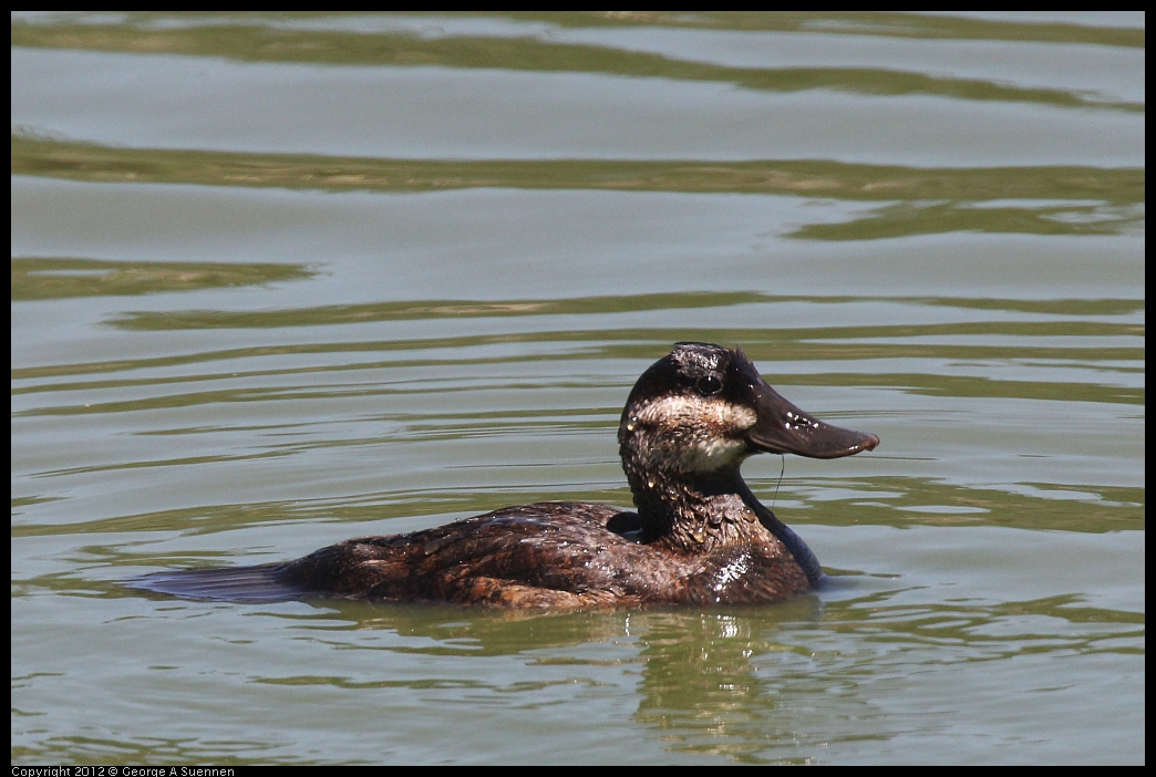 0602-111152-03.jpg - Ruddy Duck