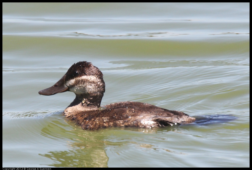 0602-111156-02.jpg - Ruddy Duck