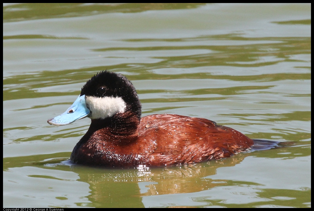 0602-111335-01.jpg - Ruddy Duck