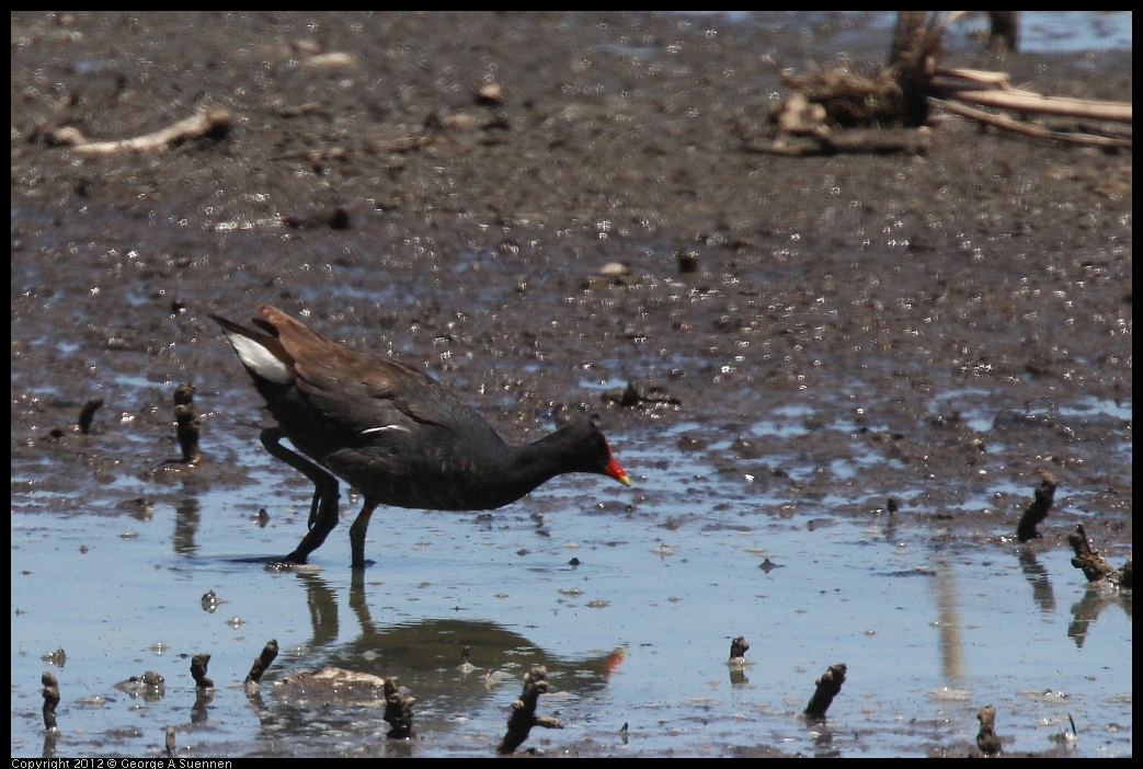 0602-111419-02.jpg - Common Gallinule