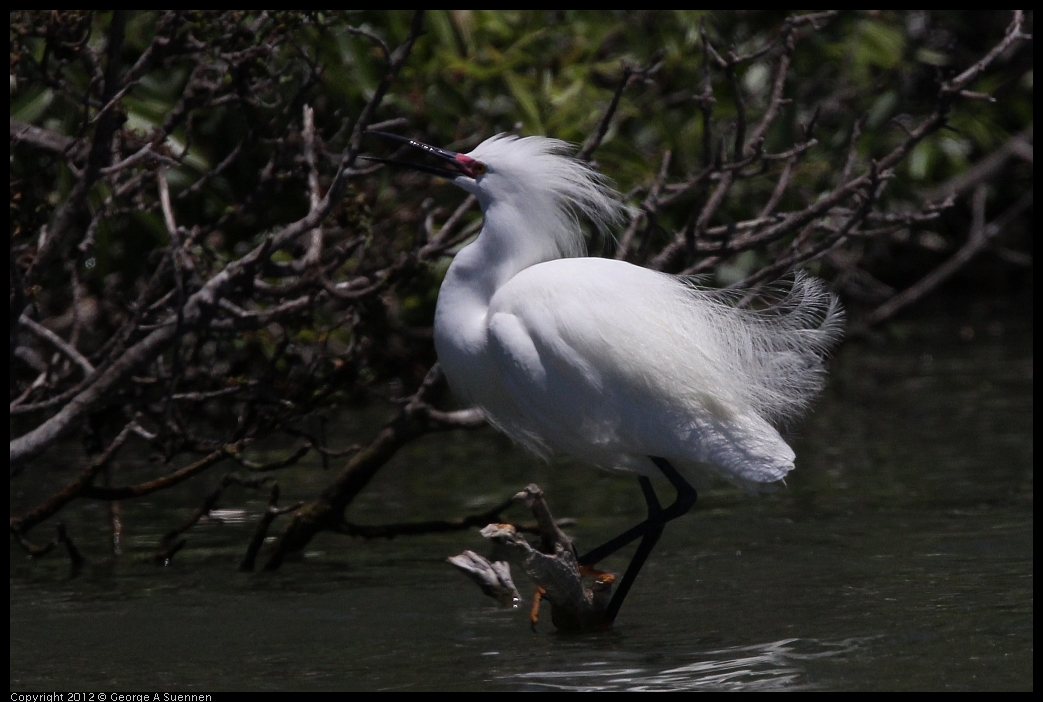 0602-115642-03.jpg - Snowy Egret