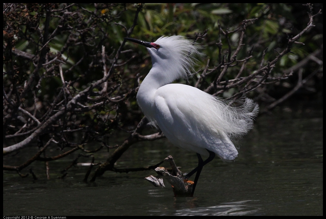 0602-115643-04.jpg - Snowy Egret