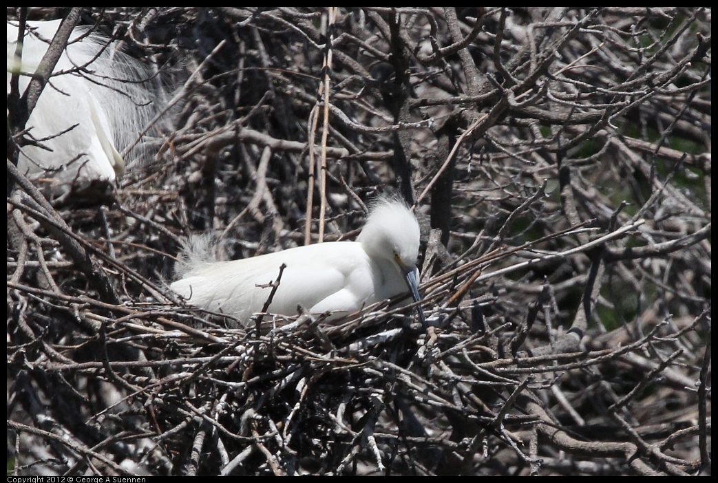 0602-115647-01.jpg - Snowy Egret