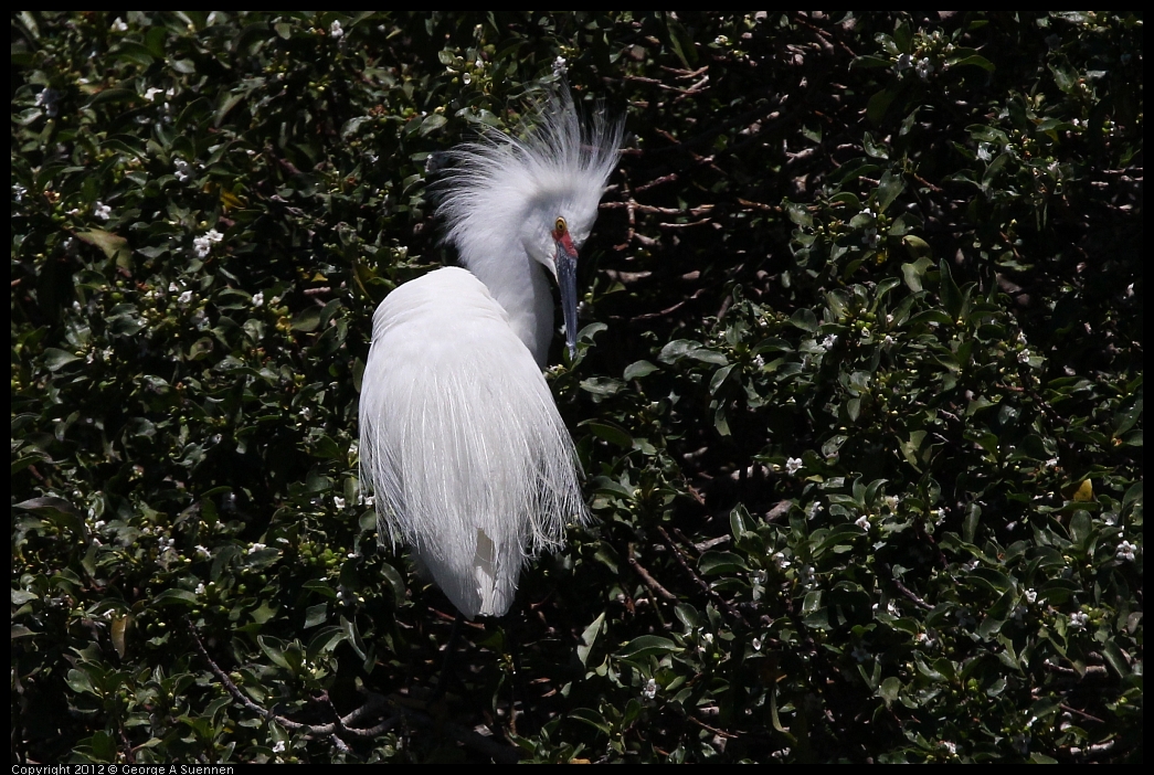 0602-115834-02.jpg - Snowy Egret