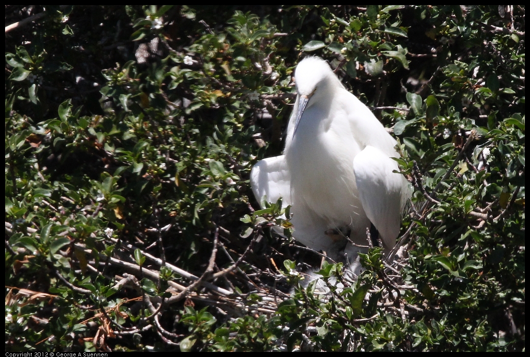 0602-120017-02.jpg - Snowy Egret and babies