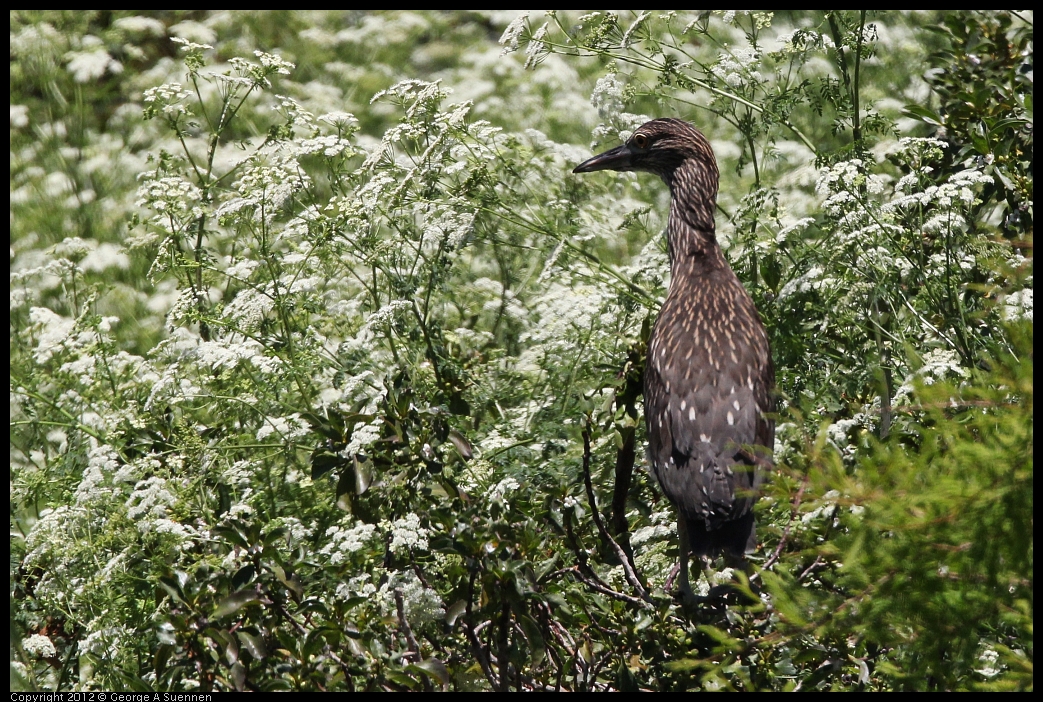 0602-120102-02.jpg - Black-crowned Night Heron Juvenile