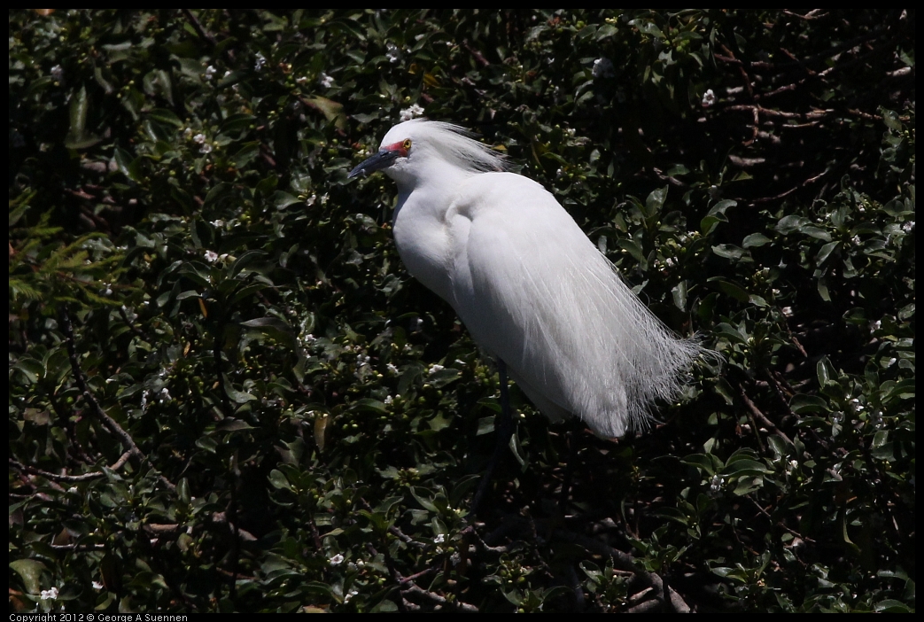 0602-120242-01.jpg - Snowy Egret