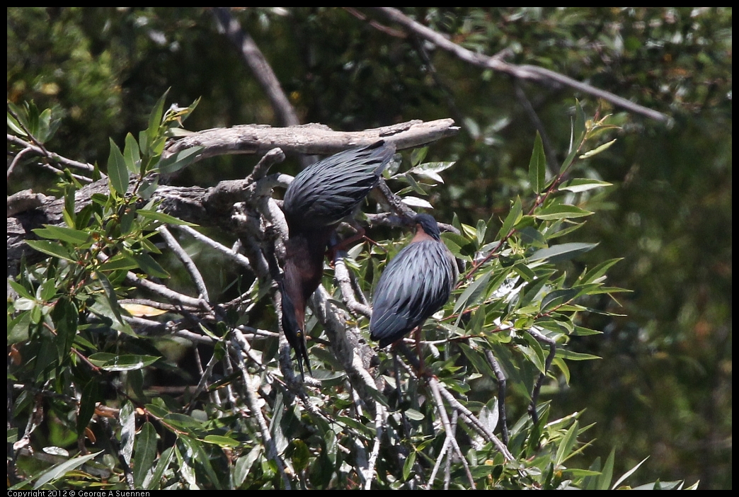 0602-120802-05.jpg - Green Heron