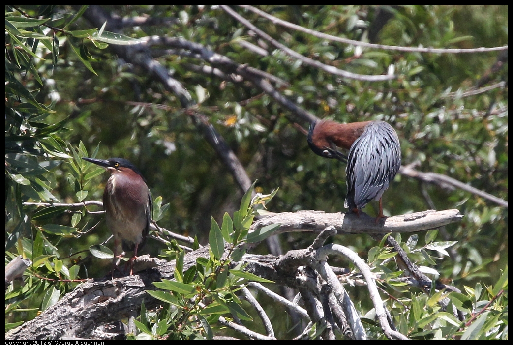 0602-121143-03.jpg - Green Heron