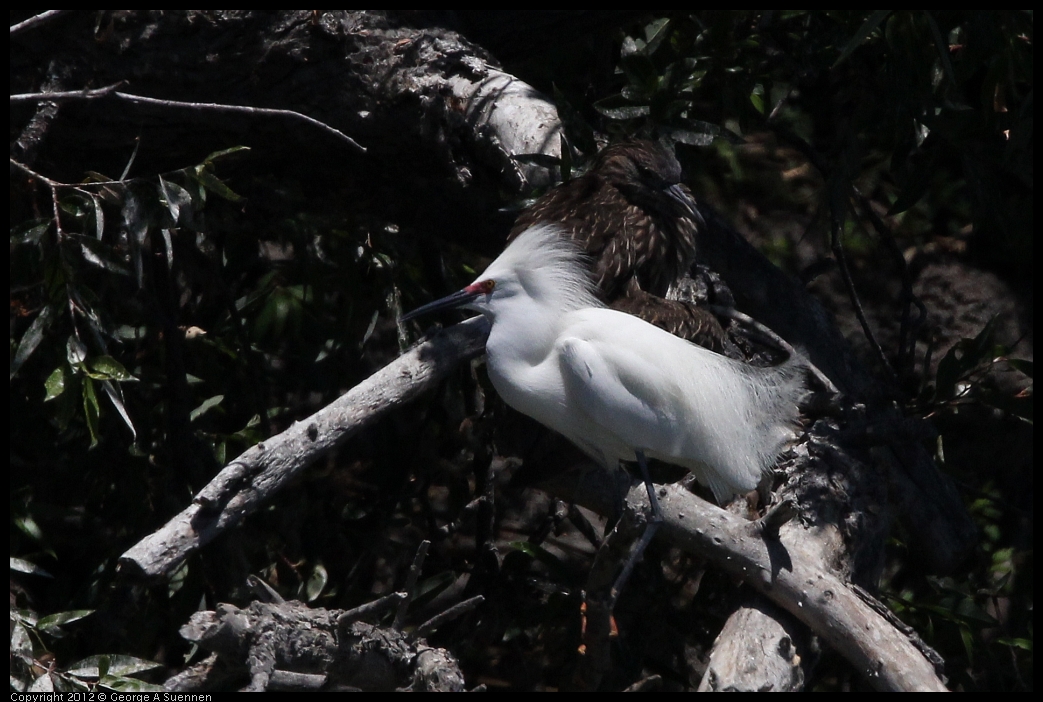 0602-121148-04.jpg - Snowy Egret