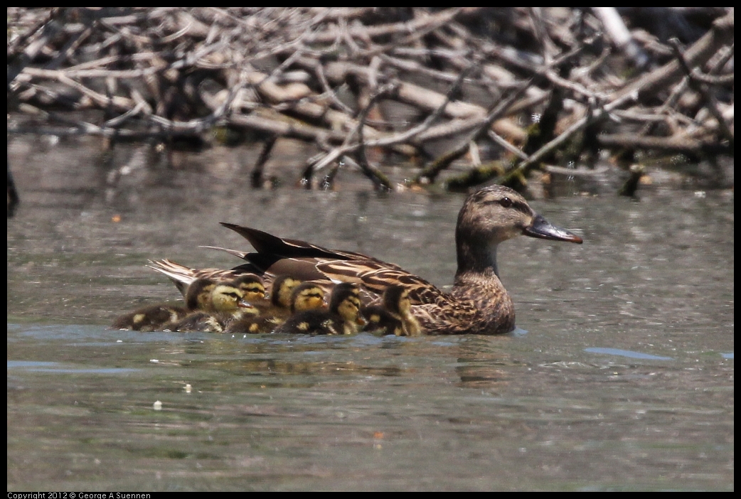 0602-121245-03.jpg - Mallard and ducklings