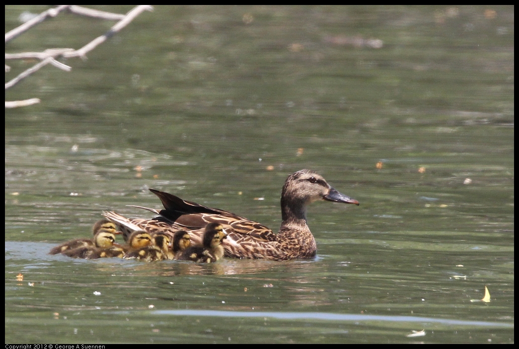 0602-121253-01.jpg - Mallard and ducklings