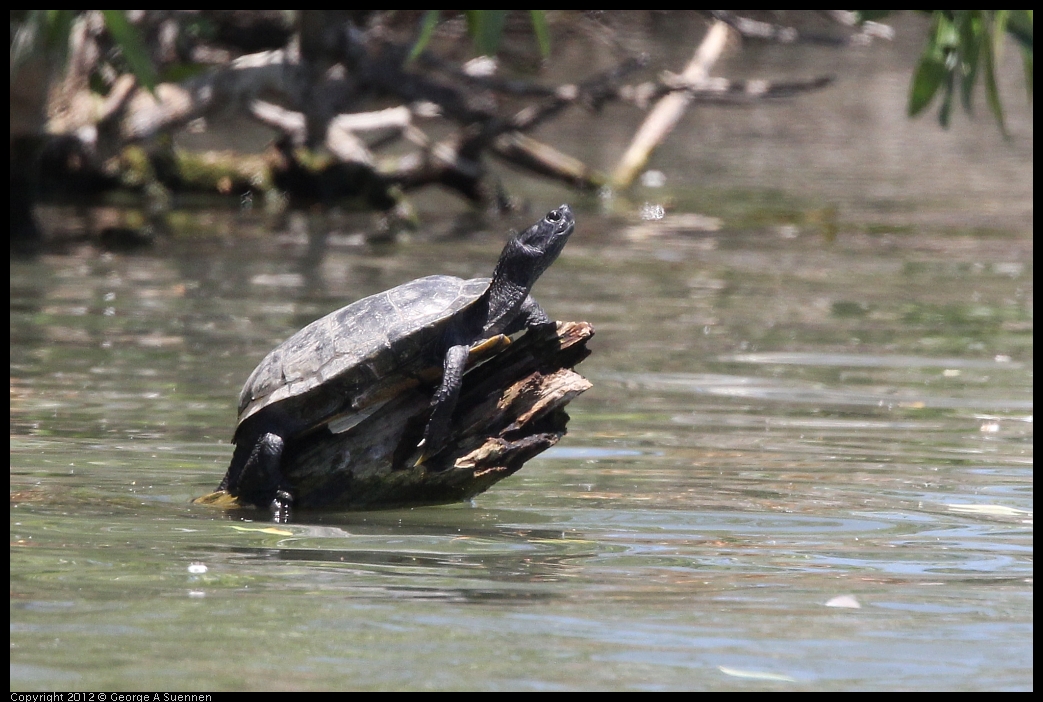 0602-121320-03.jpg - Turtle