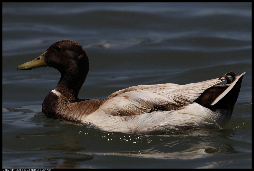 0602-121332-06.jpg - Mallard (Domestic/Hybrid?)